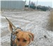 Фото в Домашние животные Вязка собак Молодой кобелёк 2,5 года ищет собачку (девочку) в Астрахани 0