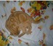 Фото в Домашние животные Вязка Предлагаю для вязки кота породы шотландский в Новокузнецке 0