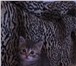 Фото в Домашние животные Отдам даром Маленькая кошечка, возраст 1 месяц и 10 дней в Боровичах 0