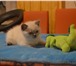 Британские короткошерстные котята 3479799 Британская короткошерстная фото в Москве