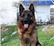 Продам щенков немецкой овчарки 1008584 Немецкая овчарка фото в Краснодаре