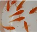 Фото в Домашние животные Рыбки малек и подростки из коллекции северумов в Москве 0