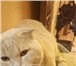 Изображение в Домашние животные Вязка Очень красивый котик. Крупный по размеру. в Екатеринбурге 1 300