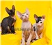 Котята – коты Донские сфинксы Hermes и Арамис 1603680 Донской сфинкс фото в Москве