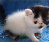 Питомник Magic country предлагает персидских и экзотических котят, К моменту продажи все малыши пол 68851  фото в Владивостоке