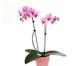 Фото в Домашние животные Растения Продаю Орхидеи  Фаленопсис:Отцветш ие  700руб в Саратове 950