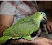 Foto в Домашние животные Птички Пропал попугай зеленого цвета синелобый амазон в Москве 0