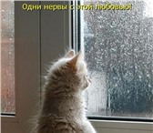 Фотография в Домашние животные Вязка Молодая кошечка (1.5) активно ищет домашнего в Перми 0