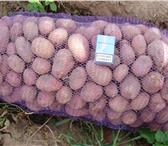 Foto в Прочее,  разное Разное Продажа свежего продовольственного картофеля в Екатеринбурге 10