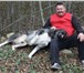 Изображение в Домашние животные Вязка собак Шикарный кобель САО(Алабай), развязан, на в Краснодаре 10