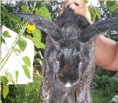 Foto в Домашние животные Грызуны Продаем крольчат от 1, 5 до 3х мес по 250-300 в Нижнем Новгороде 0
