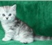 Продается прямоухий котик скоттиш страйт как в рекламе Вискас,  Мальчик – Cameron Sirius Brut Окра 68803  фото в Москве