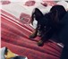 Фото в Домашние животные Вязка собак Кобель той-терьера(мини) ищет девочку для в Москве 4 000