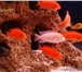 Изображение в Домашние животные Рыбки Продам аквариумных рыб за 40 руб. молодь в Москве 40