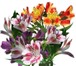 Фото в Домашние животные Растения «Служба доставки цветов» - доставим свежесрезанные в Екатеринбурге 25