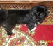 Фотография в Домашние животные Вязка собак Сучка пикинес,цвет черный! в Омске 11