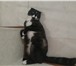 Фотография в Домашние животные Вязка Красавица кошечка ищет прекрасного шотландца в Омске 0