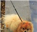 Изображение в Домашние животные Вязка собак Немецкий миниатюрный шпиц приглашает на вязку. в Волгограде 5 000