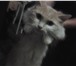 Foto в  Отдам даром-приму в дар Породистая кошка (Сибирский Боктеилс). Окраска в Хабаровске 0