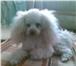 Фотография в Домашние животные Вязка собак Карликовый  пуделек Федя(окрас абрикосовый, в Челябинске 0