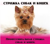Foto в Домашние животные Стрижка собак Уважаемые владельцы! Хочу предложить Вам в Москве 800
