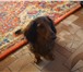 Изображение в Домашние животные Вязка собак Ищем девочку для вязки. Кобель такса карликовая в Москве 2 500