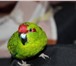 Изображение в Домашние животные Птички Продаю ручного попугая Какарика (девочка) в Калуге 4 300