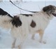 Пунш – пушистый пес,  среднего размера (
