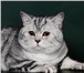Фотография в Домашние животные Вязка Титулованные коты-производители американских в Москве 10 000