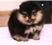 Продажа в питомнике миниатюрных померанских шпицев 175425  фото в Москве