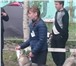 Фото в Домашние животные Вязка собак Голубоглазый красавец мощного телосложения,окрас в Архангельске 12 000