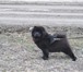 Foto в Домашние животные Вязка собак Девочка,чёрный окрас,год и 10,ищет жениха в Томске 0