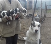 Продаются щенки среднеазиатской овчарки 3716577 Среднеазиатская овчарка фото в Самаре