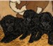 Продаются щенки – ТОЙ ПУДЕЛЬ, девочки, окрас чёрный, рождены 24, 04, 2010 года,  Вырастут около 25 65139  фото в Москве