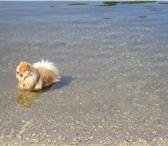 Изображение в Домашние животные Вязка собак Малый немецкий Шпиц 1.3 мес. ищет подружку в Архангельске 5 000