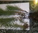 Foto в Прочее,  разное Разное Купить посадочный материал сеянцы сосны обыкновенной в Иваново 1