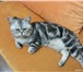 Фото в Домашние животные Вязка Британский котик приглашает кошечекБританский в Москве 3 500