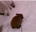 Foto в Домашние животные Грызуны продам декоративного кролика рыже серого в Магнитогорске 1 000