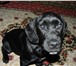 Изображение в Домашние животные Потерянные Пожалуйста, помогите найти щенка!В середине в Тарко-Сале 3 000