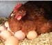 Фотография в Прочее,  разное Разное Продам куриное яйцо, излишки домашнего хозяйства. в Калуге 75