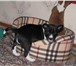 Продается собака «Басенджи-нелающий спутник фараонов» Щенки этой породы родились 20 декабря, к пр 65920  фото в Астрахани