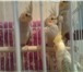 Изображение в Домашние животные Птички попугай карела молодые окрас пепельно-чашуйчатый в Москве 2 000