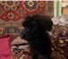 Щенки Бриара-французкая овчарка продаются, 178662  фото в Москве