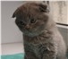 Продаю британских котят 214071  фото в Ставрополе