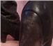 Фотография в Одежда и обувь Женская обувь Продаю хорошую фирменную обувьОбувь уже использовалась, в Томске 1 000
