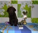 Продаю щенка лабрадор-ретривер 2158841 Лабрадор-ретривер фото в Москве