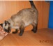 Фотография в Домашние животные Отдам даром Найдена сиамская кошечка, в районе ВРЗ. Возраст в Барнауле 0