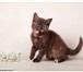 Питомник «Helens» предлагает шотландских котят - окрас: шоколадно-мраморные биколоры, шоколадн 69510  фото в Москве