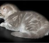 Продаётся голубой мраморный шотландский вислоухий котёнок,  Мальчик – рыцарь в серебряных доспехах 69093  фото в Москве