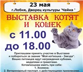 Фото в Домашние животные Выставки кошек Приглашаем принять участие в выставке кошек! в Москве 0